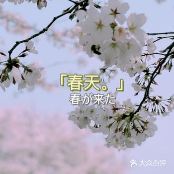 樱花的花期超级短，一旦长了绿叶就不那么美腻了