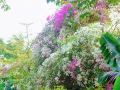 -深圳国际园林花卉博览园