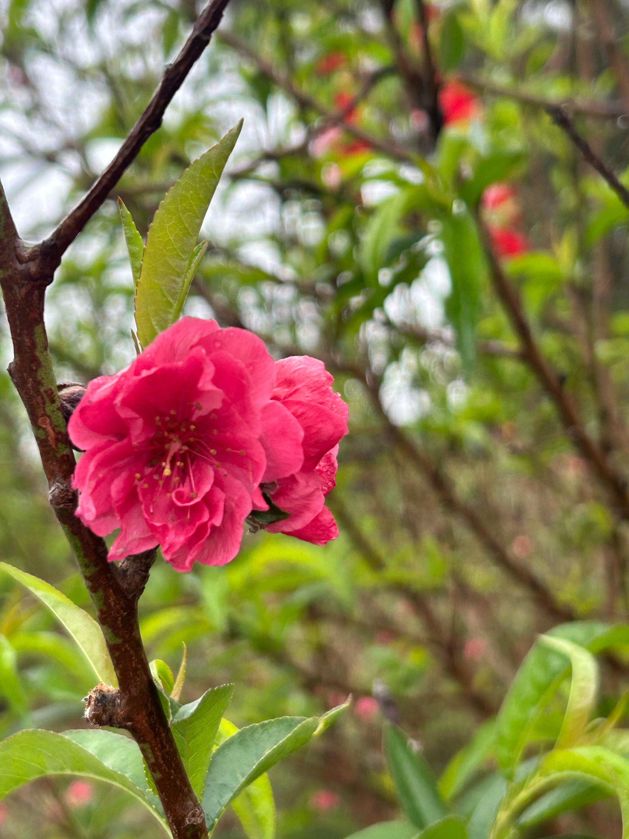 2朵红艳桃花图片