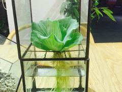 -柴务处·柴犬主题狗咖