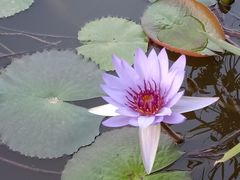 -东莞植物园
