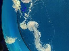 -广州海洋馆