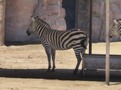 -鄂尔多斯野生动物园