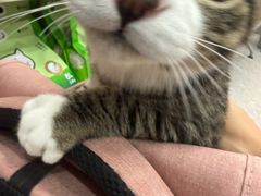 -四月宠物医院·猫专科·心脏专科·内科(转塘店)