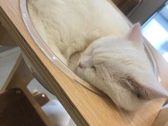 -飞行喵MR PILOT|猫舍·猫咖(静安大融城店)