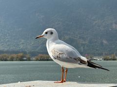 -海埂大坝