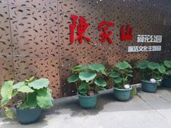 -陈家山荷花公园