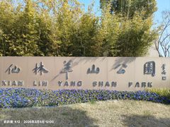 -羊山湖公园