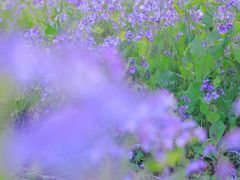 -汉长安城未央宫国家考古遗址公园