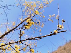 -黑河国家森林公园