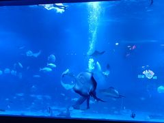 -烟台海昌鲸鲨海洋公园