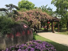 -鹅湖玫瑰文化园