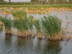 -白渔泡湿地公园