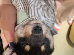 -逗柴咖啡屋·狗咖猫咖宠物桌游