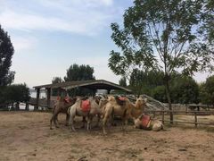 -古柏渡飞黄旅游区