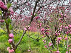-南汇桃花村