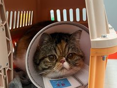 -伟伟宠物医院·瑞派猫友好医院·猫科(光谷店)