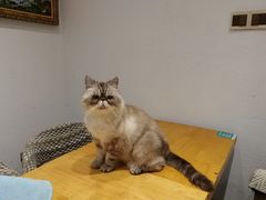-猫色咖啡·猫咖