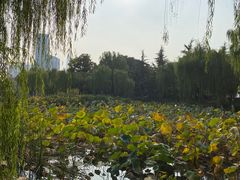 -后襄河公园