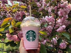 樱花拿铁-星巴克(西藏路店)
