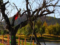 -羊亭河湿地公园