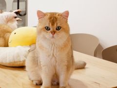 -有喵·猫咖·狗咖·30几只猫10只小狗(岗厦店)