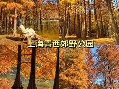 -上海共青森林公园