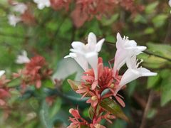 -大宁郁金香公园-停车场