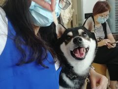 -柴犬高等学院·狗咖·柴犬售卖·宠物训练