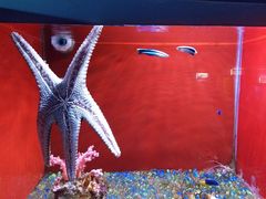 -芜湖新华联大白鲸海洋公园