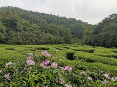 -大屏嶂森林公园
