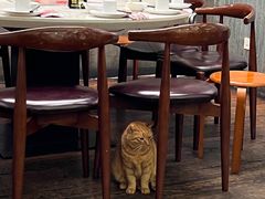 -肥仔文澳门猪骨煲(南京西路店)