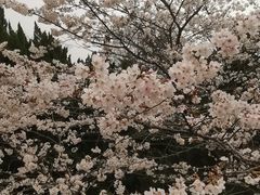 -武汉大学-樱园