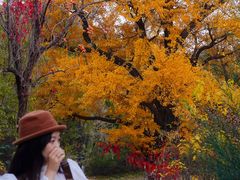 -遵化市禅林寺古银杏风景园