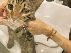 -爱洗澡的猫(望京店)