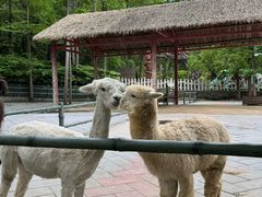 -贵州森林野生动物园