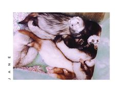 -藦茜花园宠物主题亲子互动体验馆(国顺东路店)