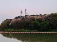 -广东花都湖国家湿地公园