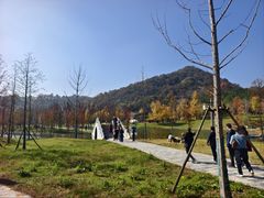 -千年银杏谷文化旅游区