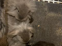 -猫猫幼稚园·撸猫·桌游·电玩