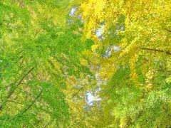 -三里屯东五街银杏大道