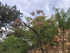 -鬼笑石后山停车场