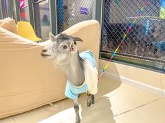 -怪兽屋·羊驼·猫咖·狗咖(俊华广场店)