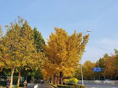 -三里屯东五街银杏大道