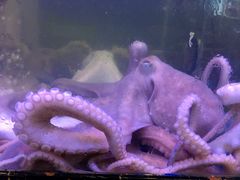 -金海湾海鲜排档(朱家尖店)