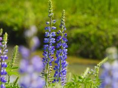 -花开海上生态园