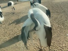-盐城丹顶鹤湿地生态旅游区