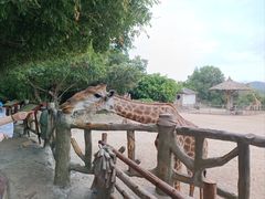 -芽庄珍珠岛游乐园