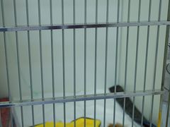-美联众合动物医院·24h转诊中心