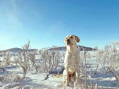 -超宠爱宠物摄影-Super pet